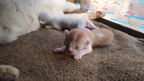 newborn kittens meowing 🐾🐾🐈🥰@Nani's Days #cat #kitten