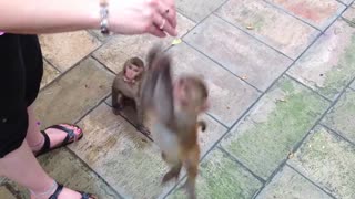 feeding monkeys by hand