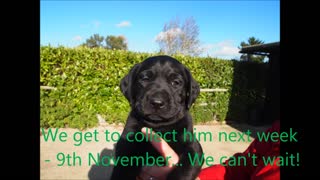 Choosing our Black Labrador Puppy - Percy...soo cute