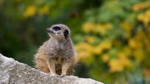 Cute Meerkat l Amazing Mongoose