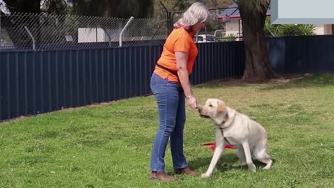 FREE DOG TRAINING SERIES – how to teach your dog to sit and drop