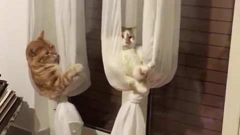 Curtains Turned into Cat Hammocks
