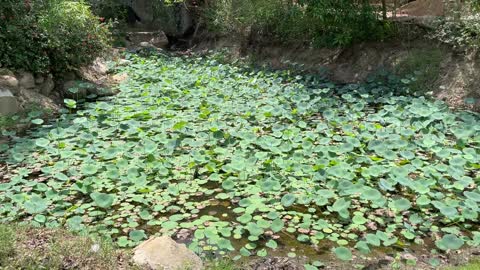 The Lotus Pond at Dayalu Baba's Ashram
