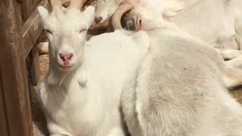 Goats Resting in the Warm Sunlight