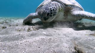 Remora Fish Hitches a Ride on Lovely Turtle