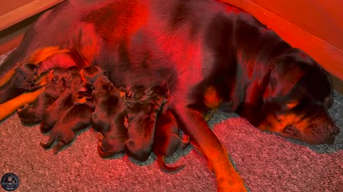 Rottweiler Goes Into Labor And Give Birth To 9 Puppies