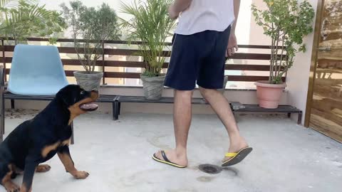 How to speak dog training