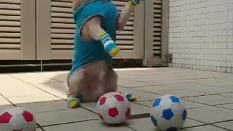 Small golden retriever plying football