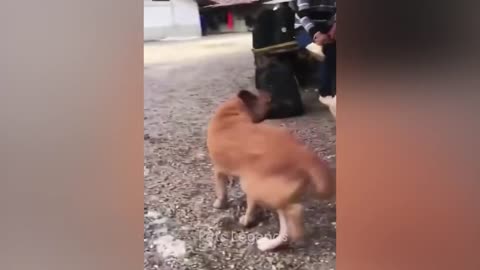 #shorts #cute dog and cat funny video 😂 #funny video