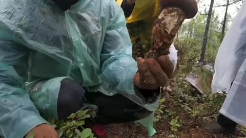 Chinese matsutake harvesting process