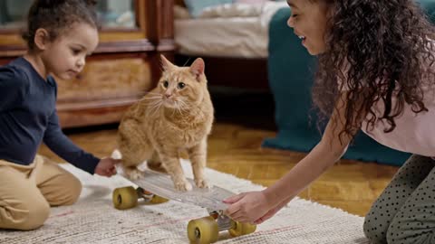 Kids Playing With Their Cat On A Skateboard