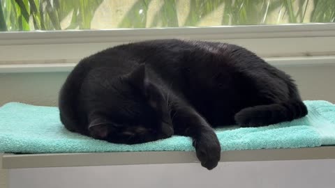 Adopting a Cat from a Shelter Vlog - Cute Precious Piper is Thoroughly Relaxed in Her Spa