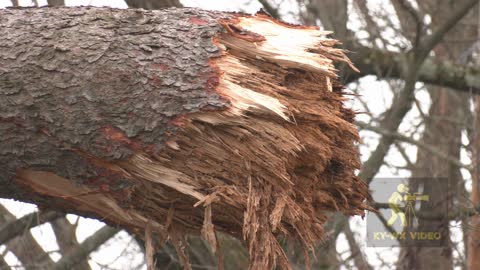 Lexington, KY Tree on roof - 58 MPH Wind Gust