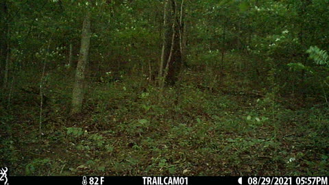 Fawns Playing in a storm