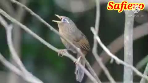 The sound of the Hwamei bird (Garrulax canorus) feeding its chicks