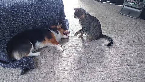 "Claw and Paw: The Ultimate Pet Wrestling Showdown"