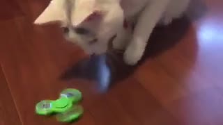 White cat green spinner