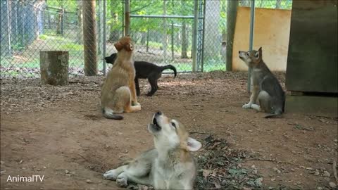 wolf pack howling