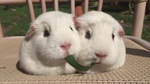 LOVELY guinea pigs play Tug of war with a leaf of grass