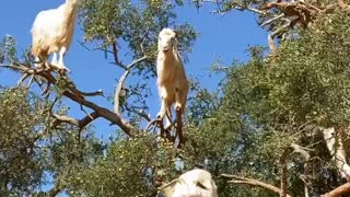 Rare 'Goat Tree' Captured in Morocco