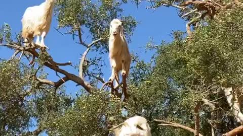 Rare 'Goat Tree' Captured in Morocco