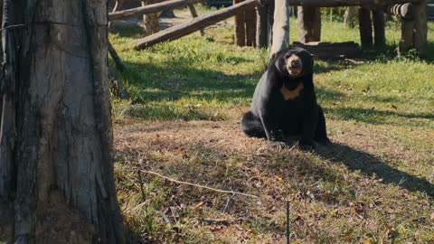 Asiatic, or Himalayan black bear sitting on a sunny green glade in the large enclosure in a zoo