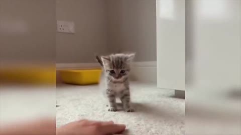 Cat playing with owner's hand