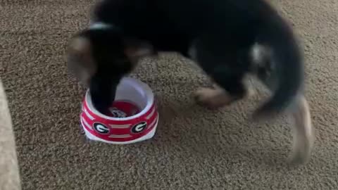 Puppy gets very angry at empty food bowl