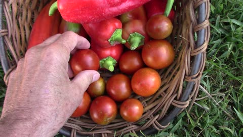 Bundaberg Rumball Dwarf Tomatoes - One of My Favorite Dwarf Tomatoes