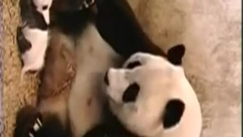 baby panda has unexpected attitude