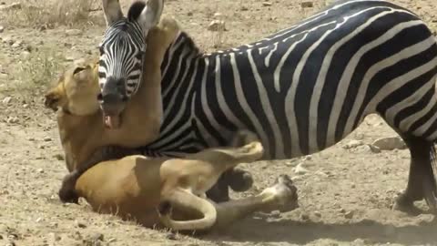 Amazing: lion vs Zebra with unexpected escape