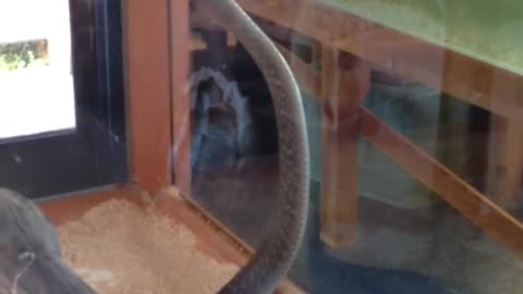 Cute Black Mamba at the Reptile Zoo