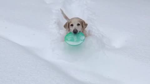 Dog Trudges Through Deep Snow to Play Frisbee