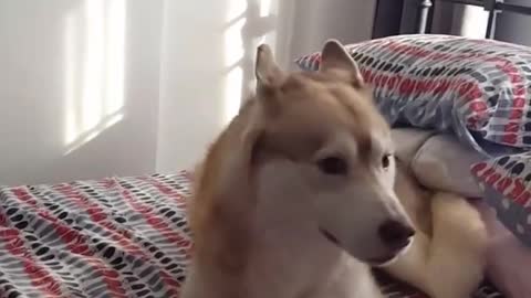 Husky has hilarious case of zoomies on the bed