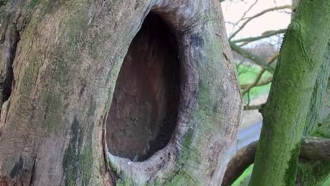 Kestrel Dad Raises Chicks Alone After Mum Disappears | Full Story | Mr & Mrs Kes | Robert E Fuller