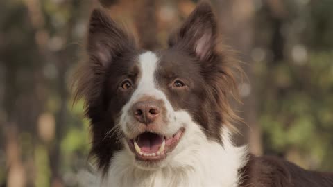 Smiling dog.