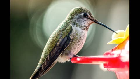 Hummingbirds - God's masterpiece