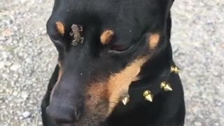 Black dog with small frog on face between nose