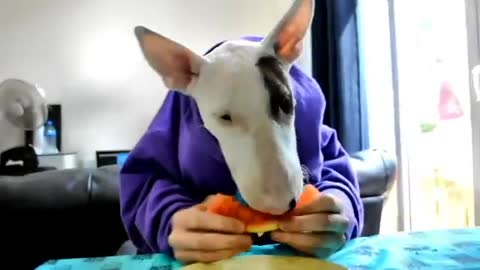 Bull Terrier Eating Watermelon With Human Hands