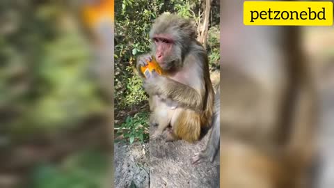 Monkey funny videos || Cute monkey video