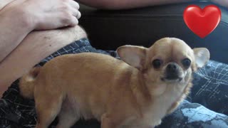 Chihuahua, sweetheart begging for affection, love