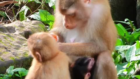 Monkey Libby doing care for handsome young monkey