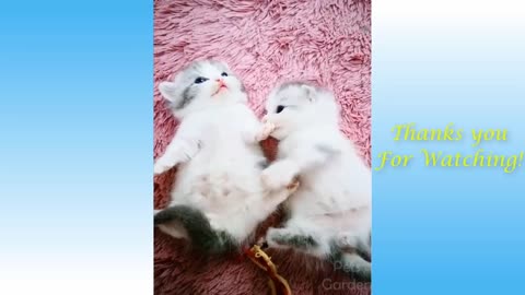 Cute Pets And Funny Animals Compilation new video