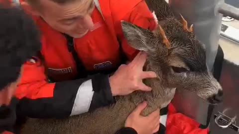 U.S. Coast Guard rescues distressed deer in waters off Alaskan Coast