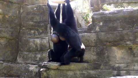 Cute Gibbons in a playful mood