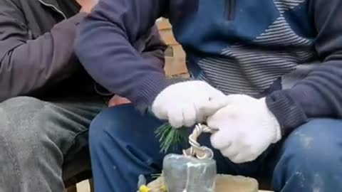 Bonsai Tree _ Making Bonsai Tree at Home