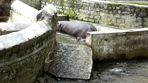 Mother Hippo Get In Water With Son