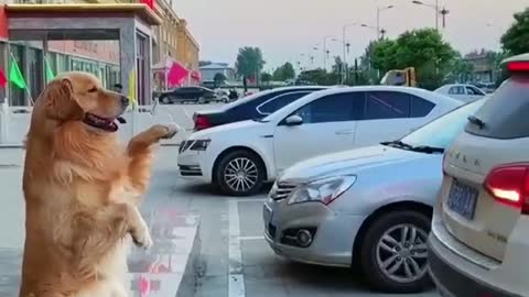 DOG PARKING ATTENDANT