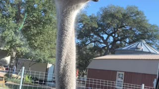 Watch the ostrich closely!
