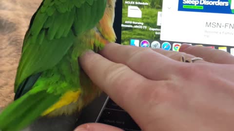 Parrot doesn't let mom work